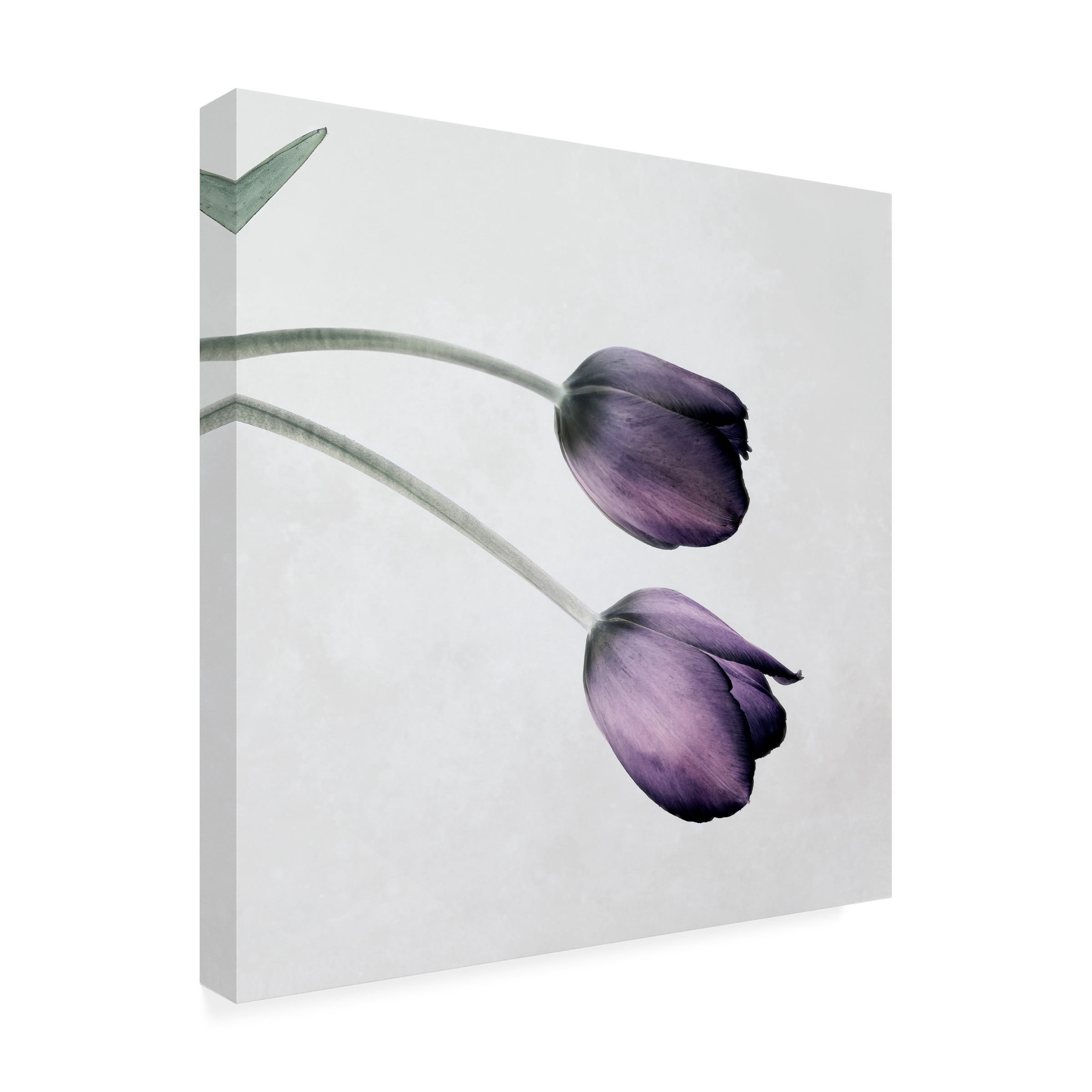 Symposium Design 'Tulip III' Canvas Art