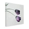 thumbnail image 2 of Symposium Design 'Tulip III' Canvas Art, 2 of 4