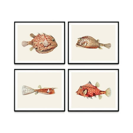 UNFFRAMED Vintage Fish Prints, Nautical Coastal Wall Art Set 4 Prints 20x30