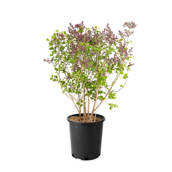 2 Gallon Miss Kim Japanese Lilac (Syringa) Shrub
