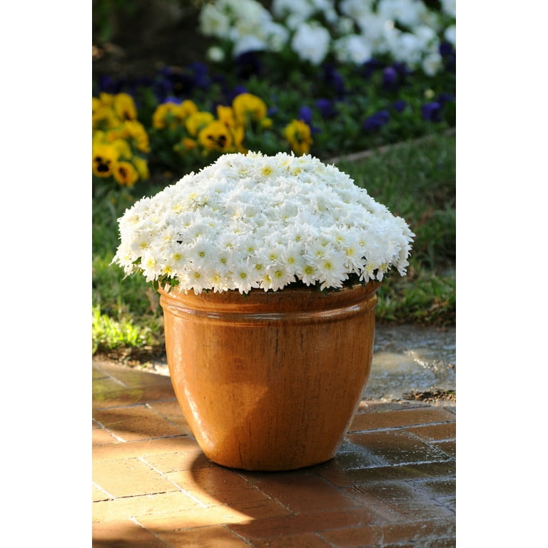 Expert Gardener 8IN Mum White Annual Live Plants Full Sun