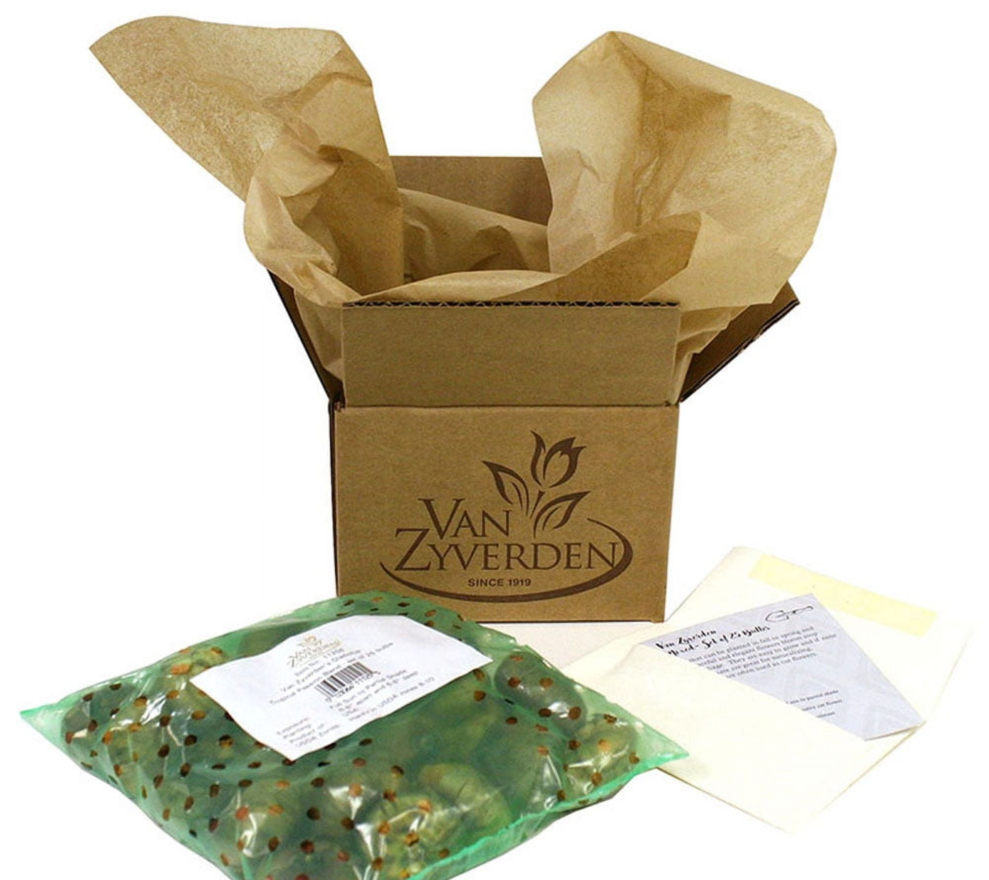 Van Zyverden Allium Blend Set of 100 Bulbs Multicolor Partial Sun Perennial Fragrant 2 lbs