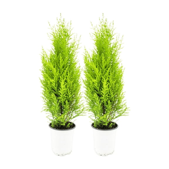 2-PK Live Dwarf Lemon Cypress, Cupressus macrocarpa ‘Goldcrest Wilma,’ Live Indoor Tree, Houseplant, Garden Plant, Fragrant Plant, 4.5-in Pots