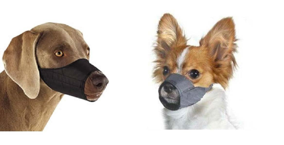 how to fit a muzzle on a dog