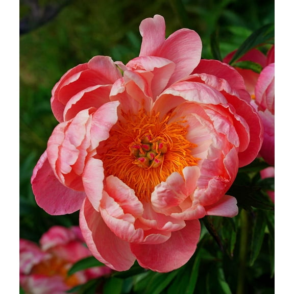 Coral Charm Peony - 1 root division