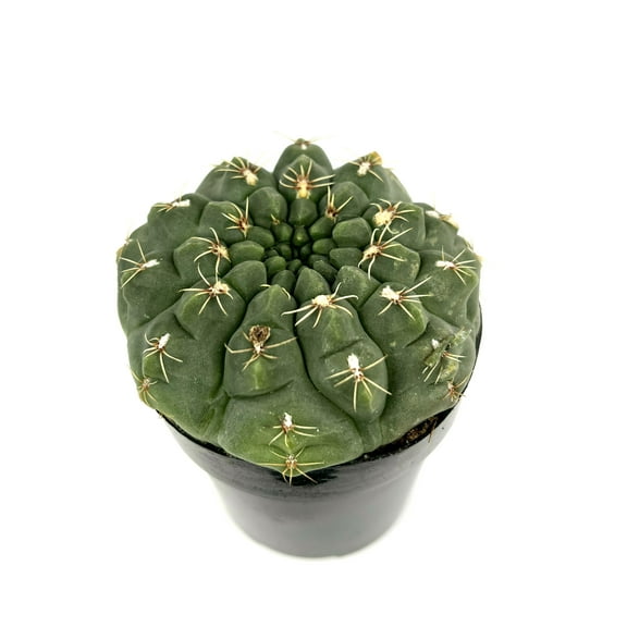 Gymnocalycium Baldianum Cactus Live Plants in 2.5in Pot, Easy to Care for