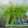 thumbnail image 2 of RedCrocus Whipcord Arborvitae Live Plant - Thuja plicata 'Whipcord' Evergreen Conifer, Mounding Fountain Form for Landscape or Containers  3 Gallon Nursery Pot, 2 of 12