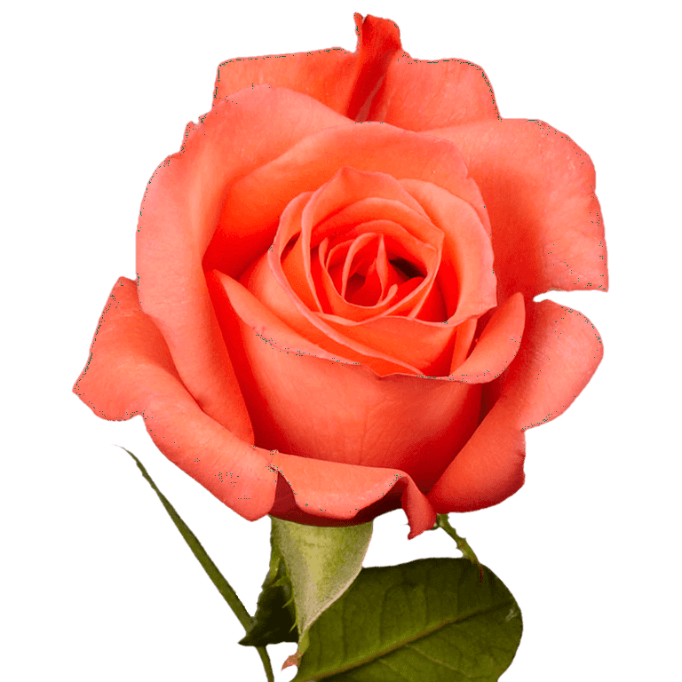 Fresh Rose Varieties