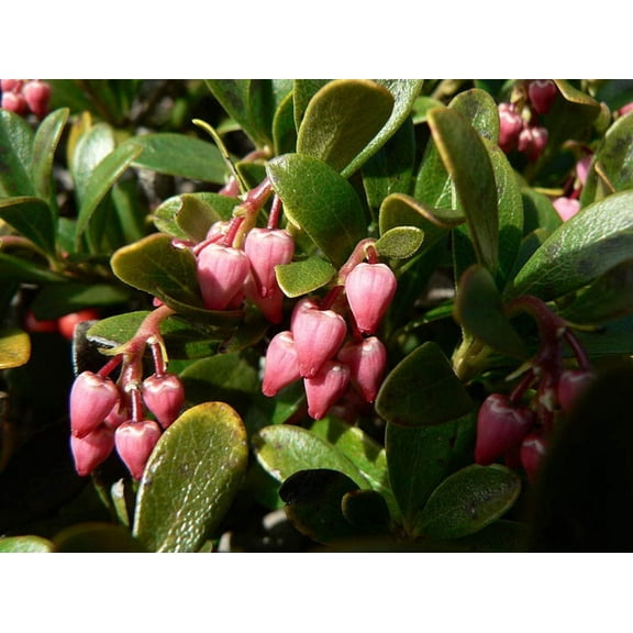 Bearberry Seeds for Planting, 30 Seeds - Attractive Fruit Bearing Ground Cover Plant