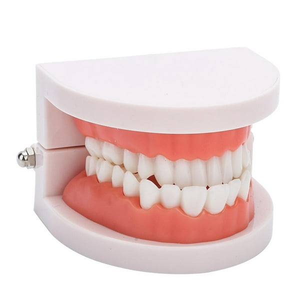 Cergrey Modèle de Dents Dentaires Modèle de Prothèse, Dents Dentaires  Gencives Modèle 28Pcs Modèle Adulte Standard Outil d'Enseignement Médical 