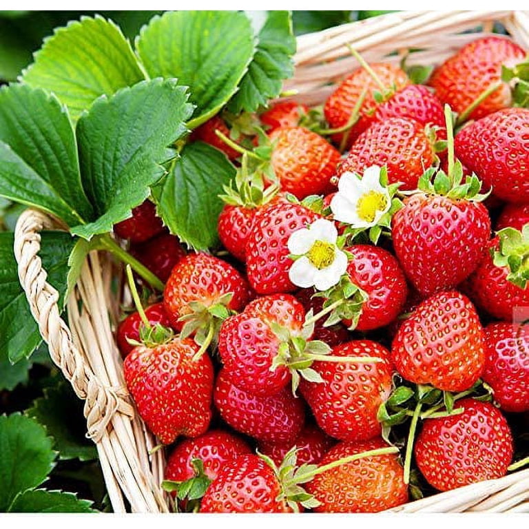 200+ White Strawberry and Red Strawberry Seeds Bonsai Berry Fruit