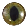 thumbnail image 4 of Green and Brown Cat Realistic Glass Eyes, 4 of 6