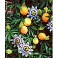 thumbnail image 2 of Passion Fruit Plant - Live Plant in a 6 Inch Growers Pot - Edible Fruit Bearing Vine for The Patio and Garden, 2 of 7