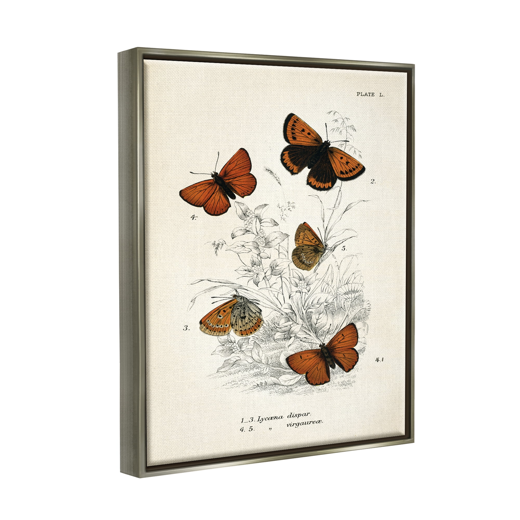Stupell Industries Vintage Butterfly Specimens Animals & Insects Painting Gray Floater Framed Art Print Wall Art, 25 x 31
