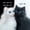 Black White 1, variant on jejeloiu Lovely Cat Twin Sheet Sets Kids,Cute Pet Animal Bedding,3 Pieces
