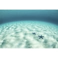 thumbnail image 2 of Starfish on a brightly lit seafloor in the tropical Pacific Ocean Poster Print, 2 of 2