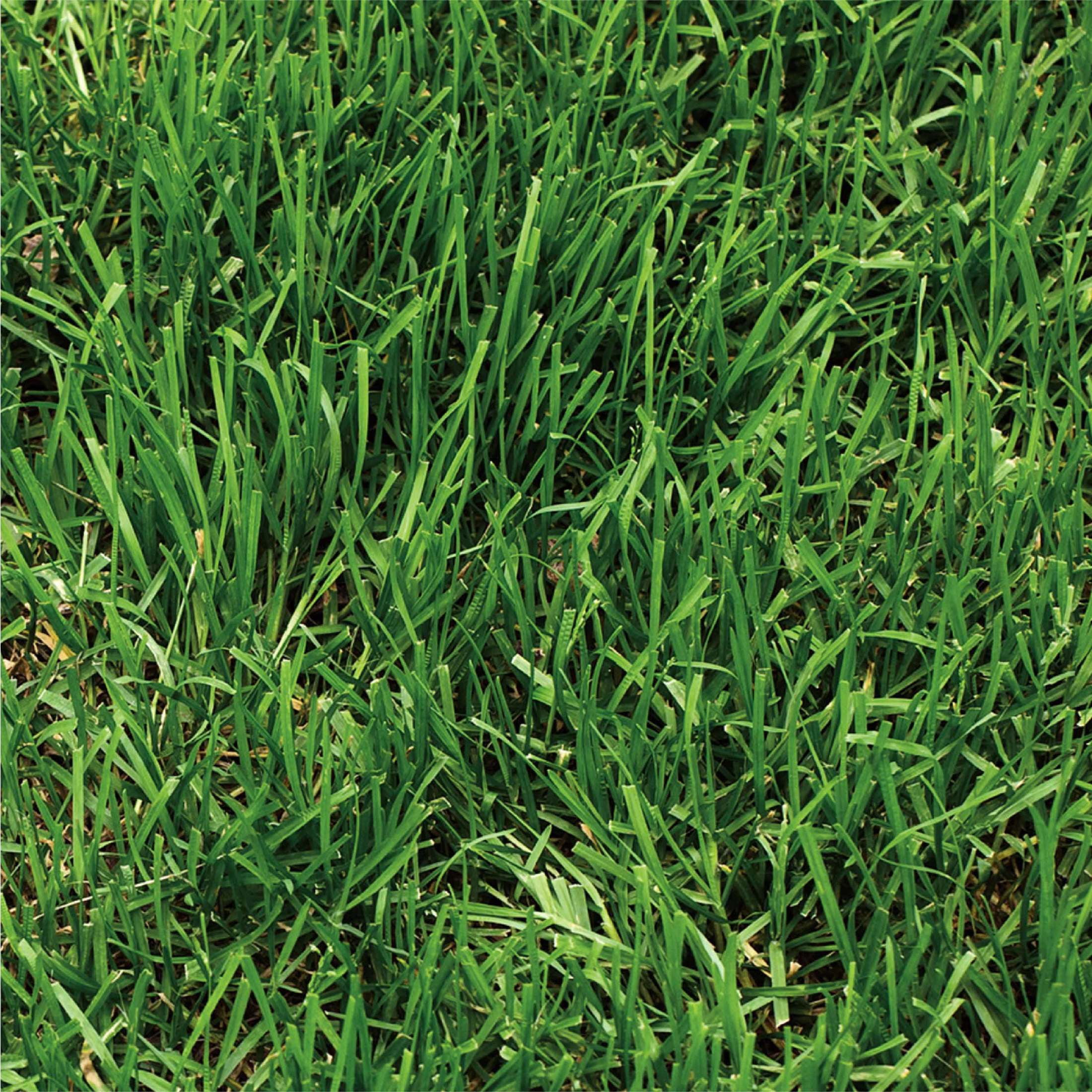 Pennington One Step Complete Dense Shade Patch & Repair Grass Seed Mix, Partial to Full Shade, 10 lb