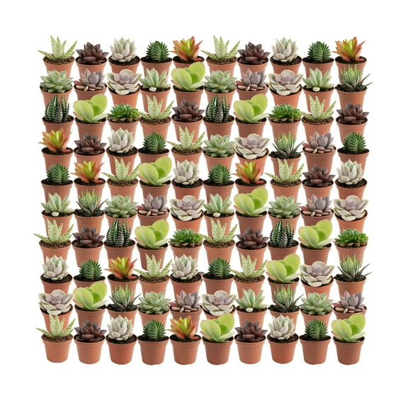 Costa Farms 3" Tall Assorted Succulents, Bright Indirect Sunlight, Indoor Live House Plants, 100-Pk