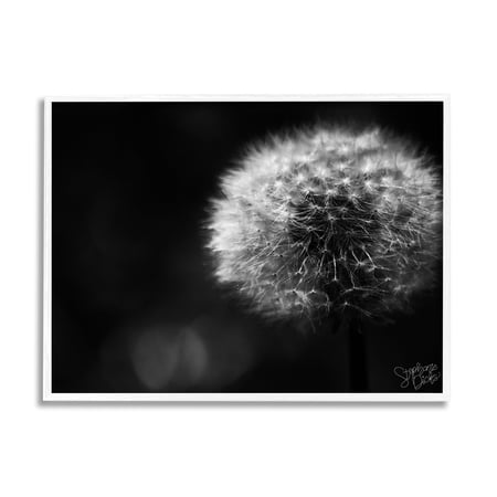 Stupell Modern Black Dandelion Photography Botanical & Floral Photography White Framed Art Print Wall Art