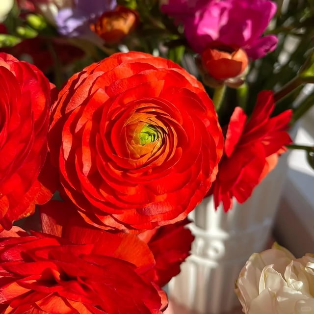 GSDWIUEW Ranunculus Bare Roots for Planting Canada, Perennial Flower Ranunculus, Easy to Grow, Ranunculus Bare Roots for Spring and Autumn Planting Home Garden Indoor and Outdoor(Red,20 Pack)