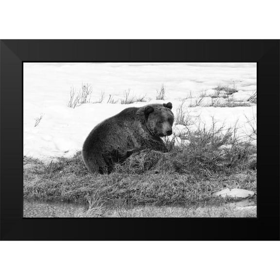 Peaco, Jim 14x11 Black Modern Framed Museum Art Print Titled - Grizzly Bear at Blacktail Pond, Yellowstone National Park