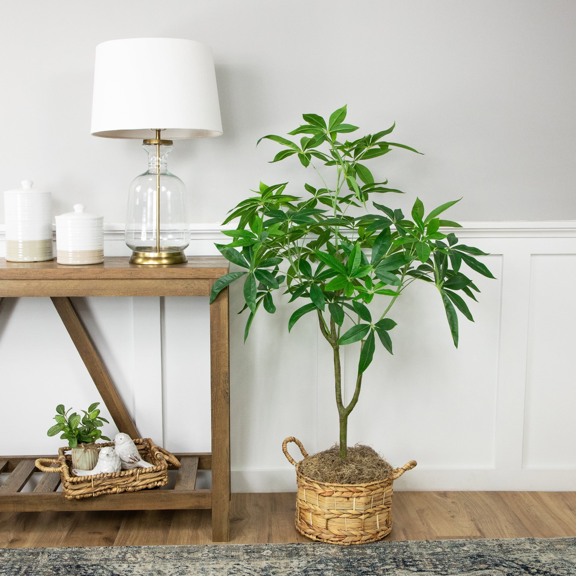 brazil philodendron soul Philodendron scandens 'Brazil'