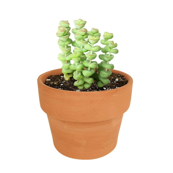 Crassula Baby Necklace Unique Shaped Succulent, Easy to Care, Perfect Gift Ideas - 4 inch with Clay Pot