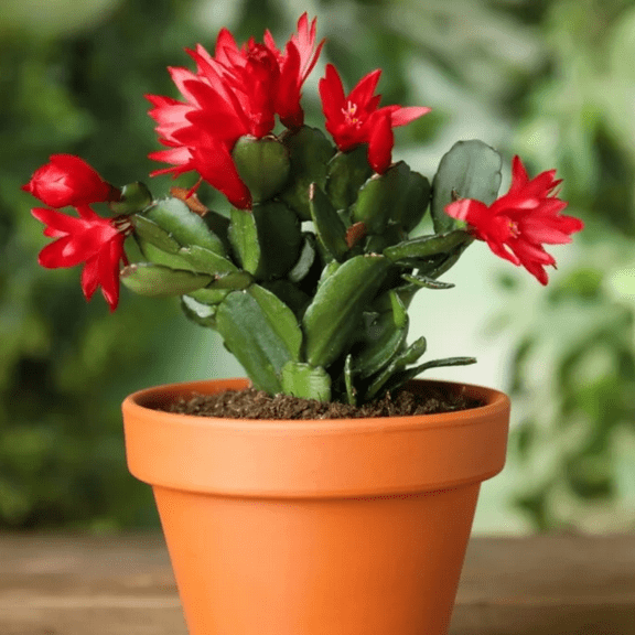 Red Easter Cactus Plant Live, Spring Cactus Flowering 4-6 Inch, Indoor Planting Houseplant