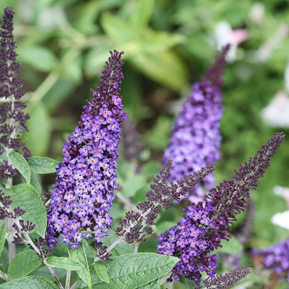 Proven Winners ColorChoice Pugster Blue Buddleia Live Shrub (2 Gallon)