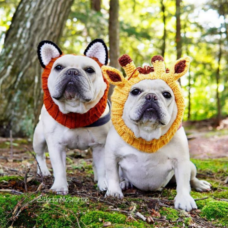 Zoo Snoods Fox Dog Costume with Warm Ear Wraps and Neck Coverage