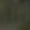 Army Green, variant on JUUYY Men's Cargo Shorts Elastic Waist Loose Athletic Shorts Drawstring Casual Outdoor Hiking Shorts for Men with Multi Pockets Black XL