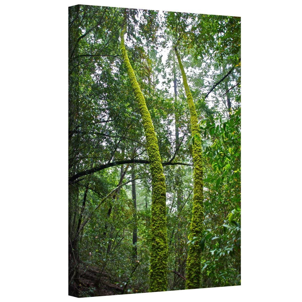 ArtWall Dan Wilson "Green Trees  " Gallery-Wrapped Canvas