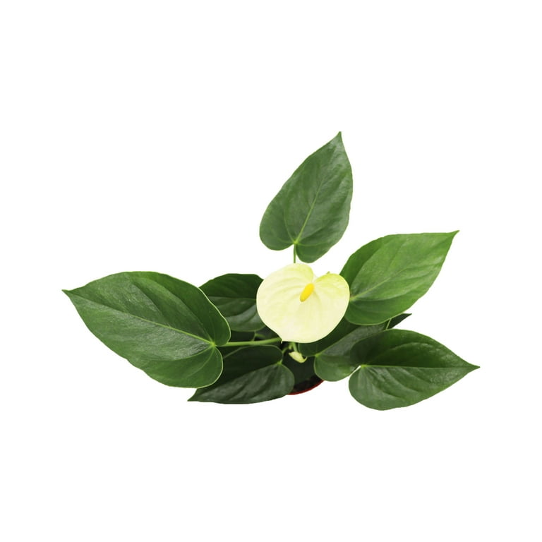 blattkaktus erde kaufen Blattkaktus kaufen | Lepismium Bolivianum main image 0