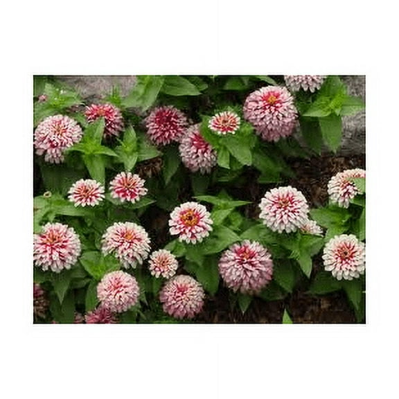 Zinnia Swizzle Bicolor Cherry and Ivory Nice Garden Flower 10 Seeds