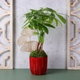 thumbnail image 4 of Just Add Ice 14-16" Money Tree in 5" Red Ceramic with Gold Leaf Pick, Live Plant, Indirect Light, Indoor House Plant, 4 of 6