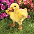 thumbnail image 3 of Marioneta de mano Folkmanis Duckling Yellow para niños mayores de 3 años, 3 of 3