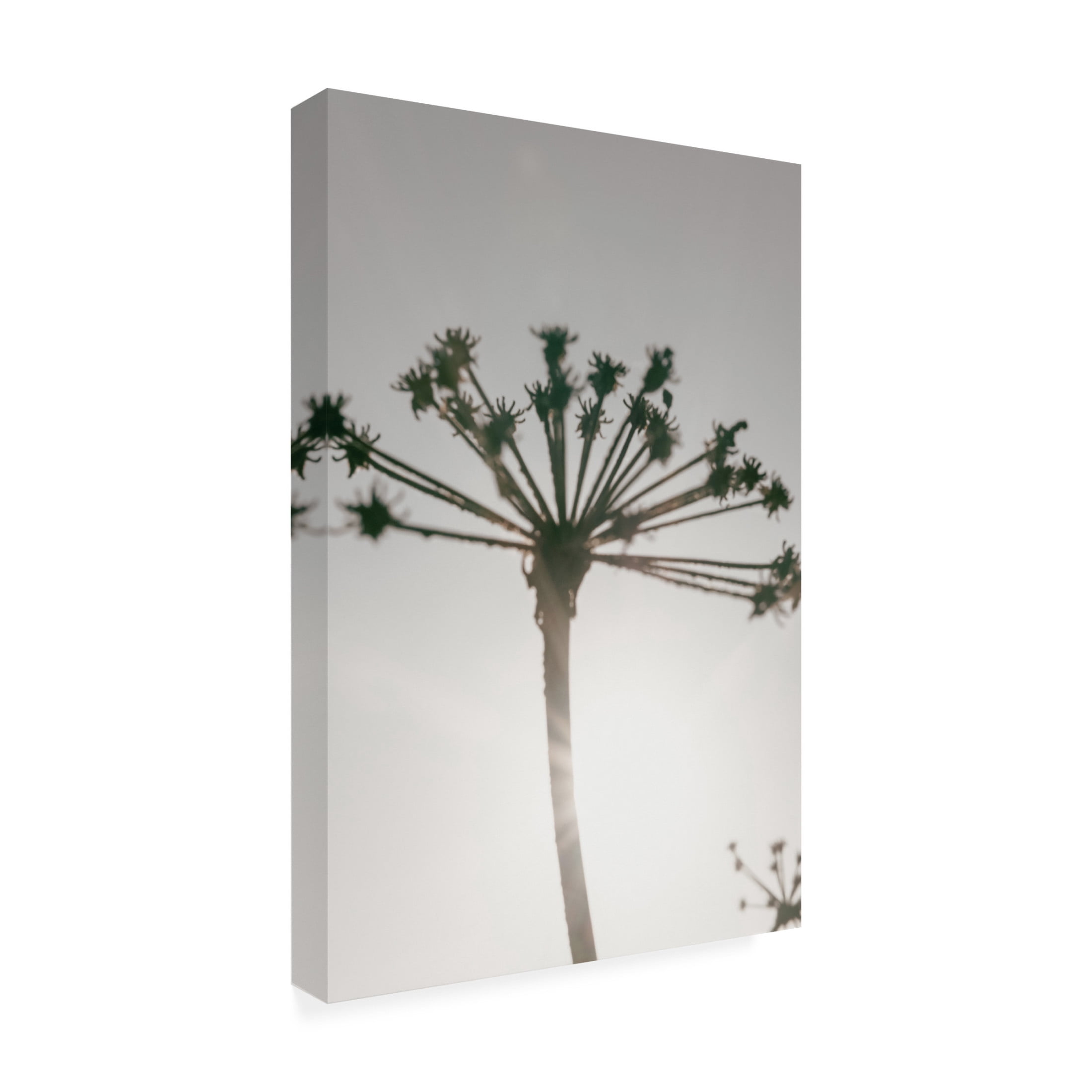 Trademark Fine Art Pictufy Studio III Beach flowers 2 Canvas Wall Art