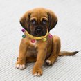 thumbnail image 4 of Soft Acrylic Pet Collar With For Small Cats And Dogs Comfortable Lightweight Adjustable Indoor Outdoor Use, 4 of 4