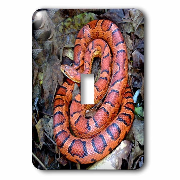 3dRose, CORN SNAKE, single toggle switch