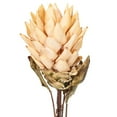 thumbnail image 2 of 30.5" Cream Dried Protea Stem 2/Bag, 2 of 2
