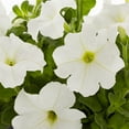 thumbnail image 3 of Expert Gardener 1QT White Petunia Live Annual Plant Sun 5-Pack, 3 of 4