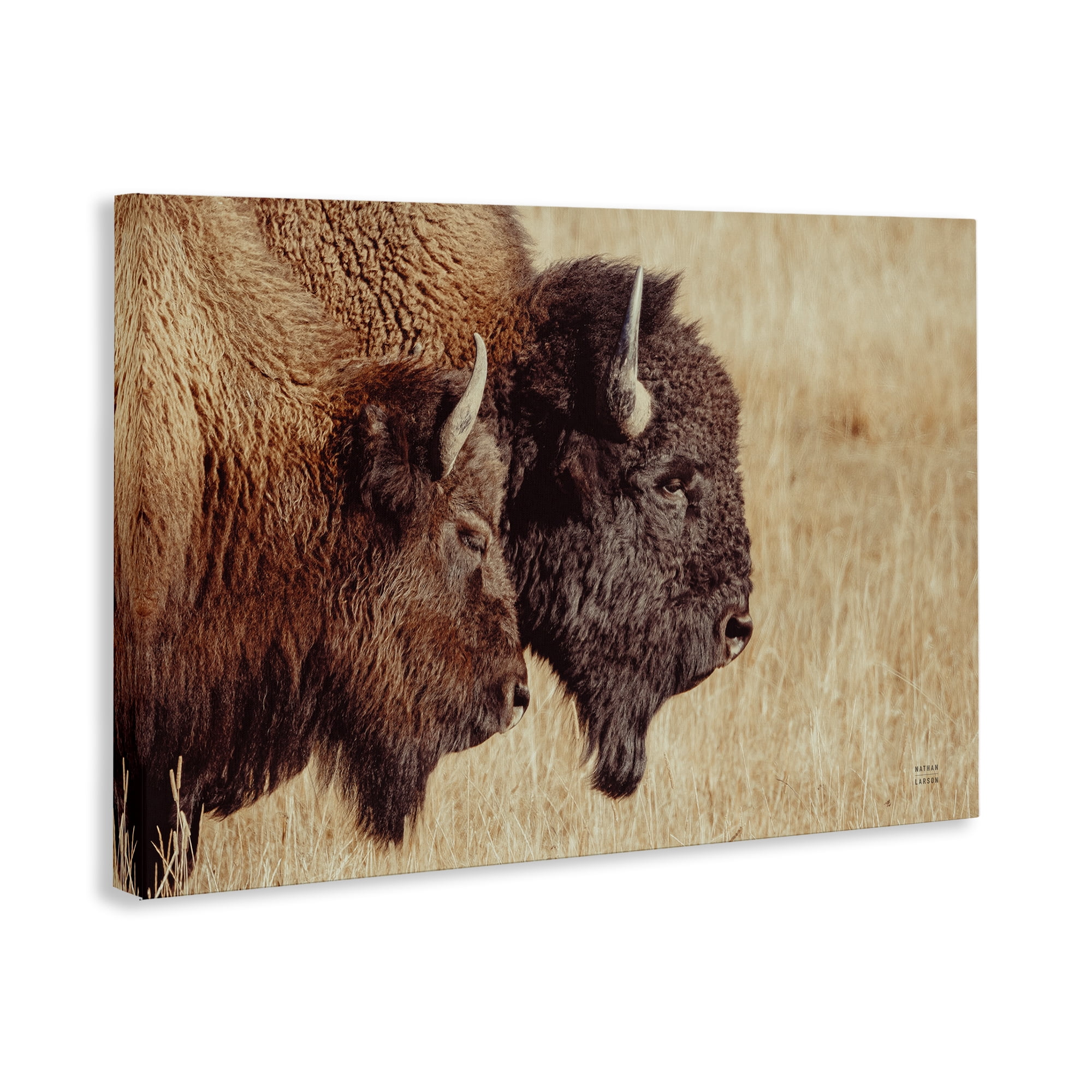 Stupell Industries Bison Pair in Countryside Animals Photography Wrapped Canvas Art Print Wall Art, 36 x 24