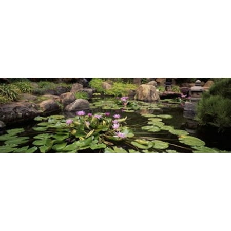 Lotus blossoms Japanese Garden University of California Los Angeles California USA Poster