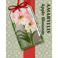 thumbnail image 3 of Amaryllis Kit: Apple Blossom + Plastic Pot and Soil - 26/28 cm Bulb - Netherland, 3 of 4