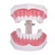 thumbnail image 4 of Modelo de diente dental que estudia la demostración de cavidad de enseñanza de dientes dentales estándar con cepillo, 4 of 8