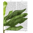 thumbnail image 3 of Fab Funky 20x24 Black Modern Framed Museum Art Print Titled - Banana Leaves 1, Green on White, 3 of 5