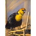 thumbnail image 3 of Fitzharris, Tim 11x14 Black Modern Framed Museum Art Print Titled - Yellow-headed Blackbird, 3 of 5