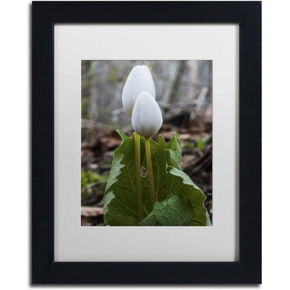 Trademark Fine Art "Bloodroot Wildflower" Canvas Art by Kurt Shaffer, White Matte, Black Frame