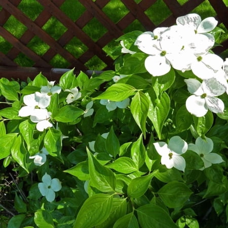White Hybrid Dogwood Live Tree – 1 Gallon