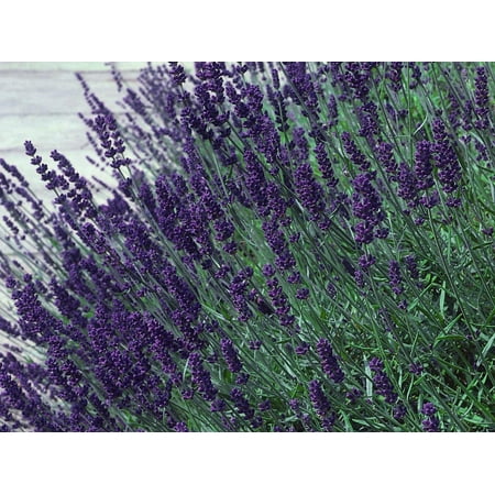 Hidcote Blue Lavender Herb - Calming - Live Plant - Quart